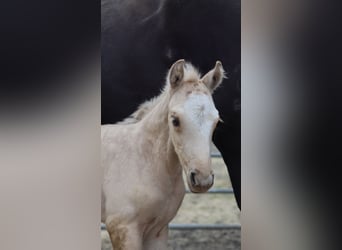 Westfalisk häst, Sto, 1 år, 150 cm, Palomino