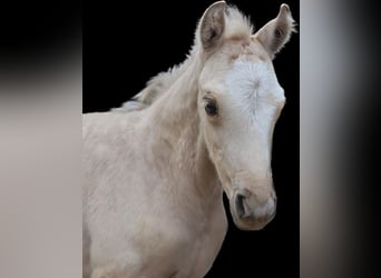 Westfalisk häst, Sto, 1 år, 150 cm, Palomino