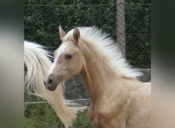 Westfalisk häst, Sto, 1 år, 168 cm, Palomino