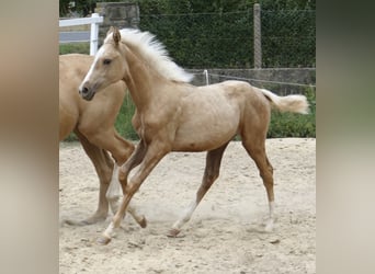 Westfalisk häst, Sto, 1 år, 168 cm, Palomino