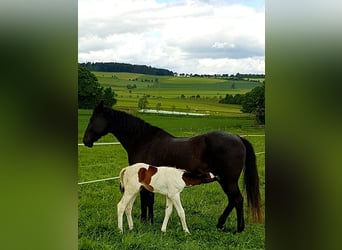 Westfalisk häst, Sto, 1 år, 168 cm, Pinto