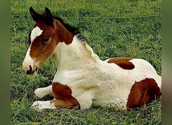 Westfalisk häst, Sto, 1 år, 168 cm, Pinto