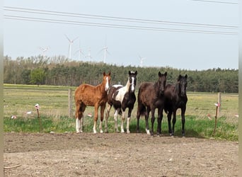 Westfalisk häst, Sto, 1 år, 170 cm, Svart