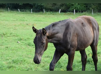 Westfalisk häst, Sto, 1 år, 170 cm, Svart