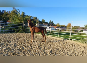 Westfalisk häst, Sto, 1 år, fux