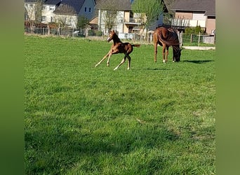 Westfalisk häst, Sto, 1 år, fux