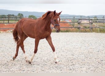 Westfalisk häst, Sto, 1 år, fux