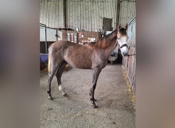 Westfalisk häst, Sto, 1 år, Grå