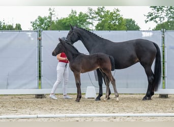 Westfalisk häst, Sto, 1 år, Rökfärgad svart