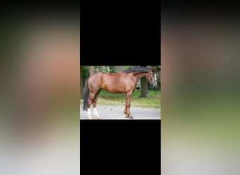 Westfalisk häst, Sto, 20 år, 166 cm, Fux