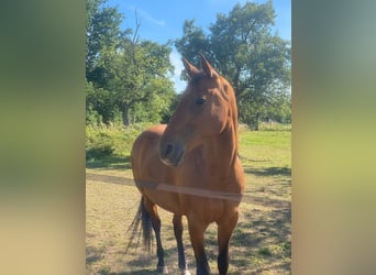 Westfalisk häst, Sto, 20 år, 174 cm, Brun