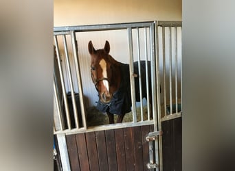 Westfalisk häst, Sto, 21 år, 165 cm, fux