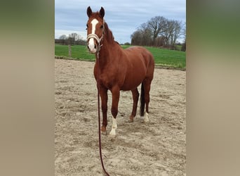 Westfalisk häst, Sto, 22 år, 167 cm, fux