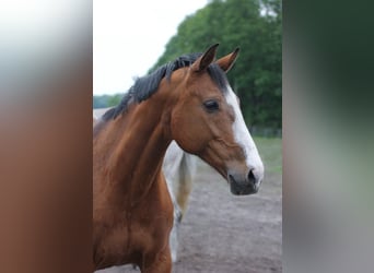 Westfalisk häst, Sto, 22 år, Brun