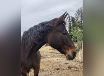 Westfalisk häst, Sto, 25 år, 163 cm, Brun