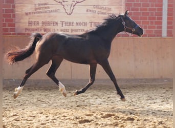 Westfalisk häst, Sto, 2 år, 152 cm