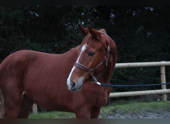 Westfalisk häst, Sto, 2 år, 172 cm, fux