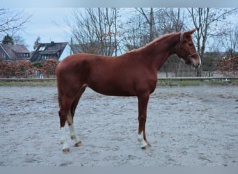 Westfalisk häst, Sto, 2 år, 172 cm, fux