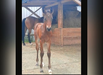 Westfalisk häst, Sto, 2 år, Brun