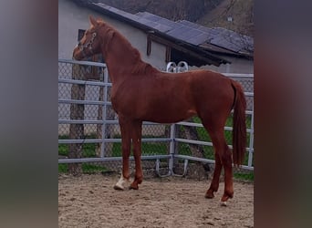 Westfalisk häst, Sto, 2 år, fux