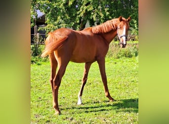 Westfalisk häst, Sto, 2 år, fux