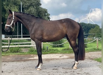 Westfalisk häst, Sto, 3 år, 158 cm, Brun