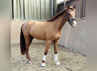 Westfalisk häst, Sto, 3 år, 158 cm, fux