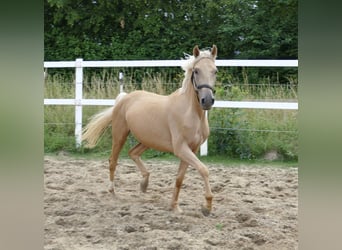 Westfalisk häst, Sto, 3 år, 160 cm, Palomino