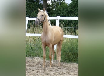Westfalisk häst, Sto, 3 år, 160 cm, Palomino