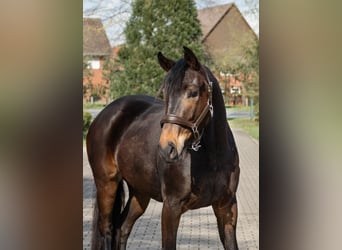 Westfalisk häst, Sto, 3 år, 161 cm, Brun