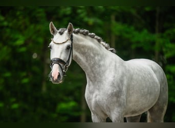 Westfalisk häst, Sto, 3 år, 161 cm, Grå