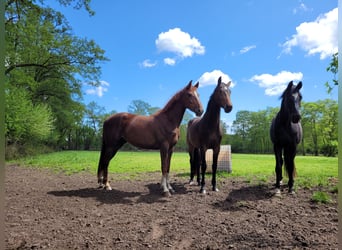 Westfalisk häst, Sto, 3 år, 162 cm, Fux