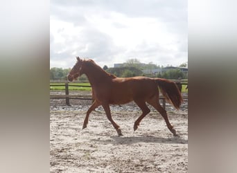 Westfalisk häst, Sto, 3 år, 163 cm, fux