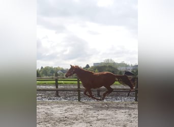 Westfalisk häst, Sto, 3 år, 163 cm, fux