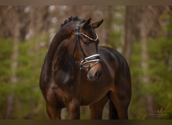 Westfalisk häst, Sto, 3 år, 163 cm, Mörkbrun