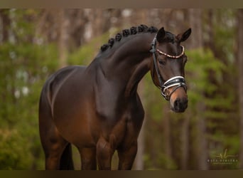 Westfalisk häst, Sto, 3 år, 163 cm, Mörkbrun