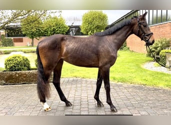 Westfalisk häst, Sto, 3 år, 164 cm, Brun