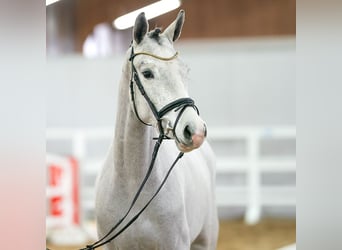Westfalisk häst, Sto, 3 år, 164 cm, Grå
