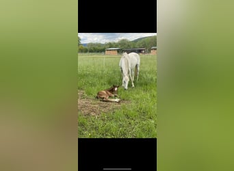 Westfalisk häst, Sto, 3 år, 164 cm, Ljusbrun