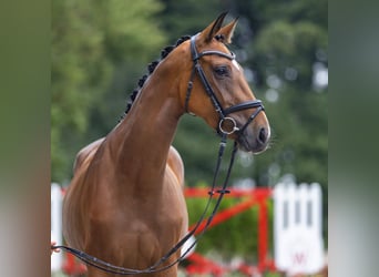 Westfalisk häst, Sto, 3 år, 165 cm, Brun