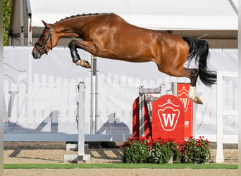 Westfalisk häst, Sto, 3 år, 165 cm, Brun