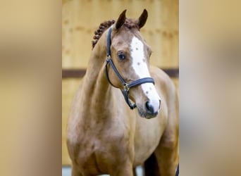 Westfalisk häst, Sto, 3 år, 165 cm, Fux