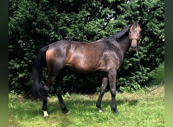 Westfalisk häst, Sto, 3 år, 165 cm, Mörkbrun