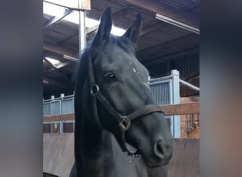 Westfalisk häst, Sto, 3 år, 165 cm, Svart