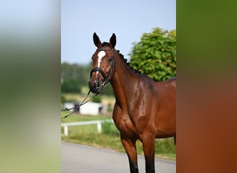 Westfalisk häst, Sto, 3 år, 166 cm, Brun