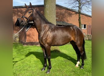 Westfalisk häst, Sto, 3 år, 167 cm, Brun