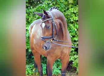 Westfalisk häst, Sto, 3 år, 167 cm, Brun