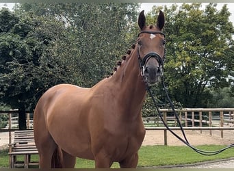 Westfalisk häst, Sto, 3 år, 168 cm, fux
