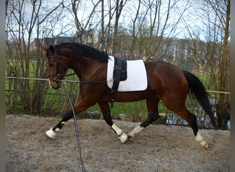 Westfalisk häst, Sto, 3 år, 169 cm, Brun