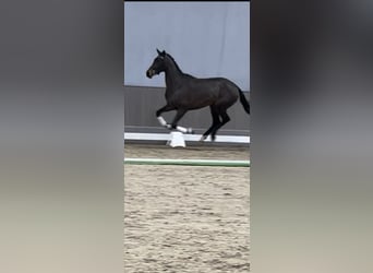 Westfalisk häst, Sto, 3 år, 169 cm, Brun